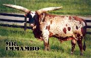 Mr. Immambo