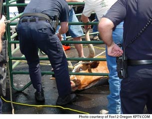 Cow Down