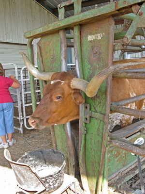 Longhorn Cow in Powder River Chute
