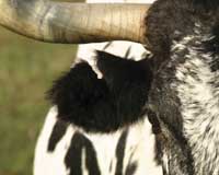 Abscess