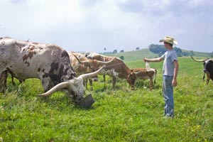 Marshall Spaying cows