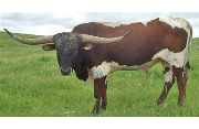Jubal Jangler - I-251023 - 1---6-23-10-004