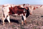 Zarth - I-00204520 - 1423_10