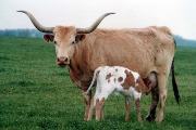 Zhimost - I-00204555 - 2038_9