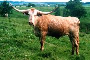 Hard Hat - Hard Hat - Trained Riding Steer - 2104_22