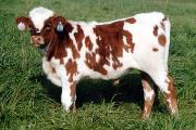Lap Dancer Calf 2003 - Lap Dancer x Shadow Savvy - 2003 Heifer - 2114_21