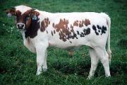 Win Win - My My My x Winchester Bull - 2115_19