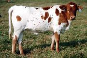 Zickelfoose Calf 2003 - ZIcklefoose x Super Bowl - 2006 Heifer - 2127_15