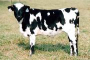 Superficial - Spacious Sky x Super Bowl - 2003 Heifer - 2127_28