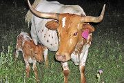 Tempter Heifer out of Fantasy in Australia