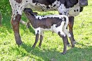 Roxie x Trial Run - 2011 Bull