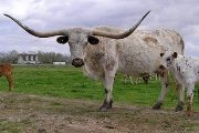 Win By A Mile - Win By A Mile. Has a mile of Horns - LonghornZ-027
