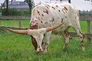 Miss Temptation born by frozen embryo shipped to the Netherlands.