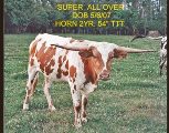 Super All Over - Super All Over - Super_All_Over