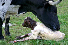 Love Calf