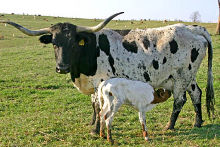 Calf Sucks