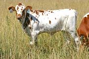 I'm Super Too - Toccata x Superb - 2007 Heifer - T_3621
