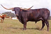 Jamakizm - T-71859 - T_6267