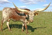Mara Karaka - Mara Karaka - T_6563