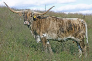 T_6600.jpg