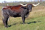 Texas Longhorn