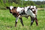 Tempter Heifer out of Fantasy in Australia