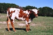 Tempters Evette Heifer