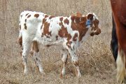 Texana Van Horne Bull