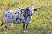 Texas Longhorn