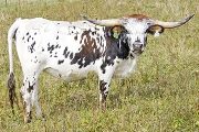 U_4978_s.jpg - Fozell