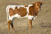 Cyber Check - Cyber Field x Superb - 2008 Heifer - U_6985