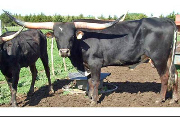 Vanizm - Vanizm - Owned by Larry McIntyre - 67.5" on his 3rd B-Day - VANIZM-5-26-10-064
