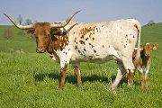 Texas Longhorn Pair - Precious Field - Photo Number: W_1646.jpg