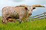 Watusi