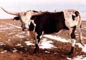 Dixie Rebel - T-11803 - dixie_rebel