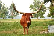 Jenkins Watusi Cow - X-612004654 - hatarimom