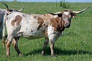 Pompous - I-241000 - jv_0228