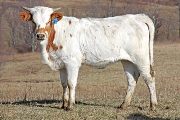 Fillian - Field Me x Killain - 2009 Heifer - jw_0007