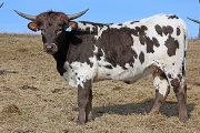 Shy'N Dry - I-251446 - jw_0031