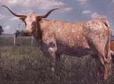 Measles - T-3947 - measles