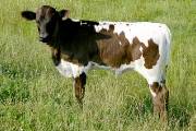 Savvy Scandal - Highest Hour x Shadow Savvy - 2004 Heifer - p_1466