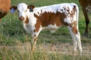 p_1628_s.jpg - Jump'N Raffles x Mile Marker - 2004 Heifer