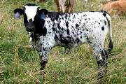 Smoky Vision - Shabby Vision x Coal Smoke - 2004 Heifer - p_1944