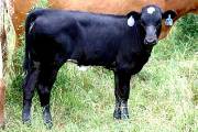 Charred Rose - Cactus Rose x Coal Smoke - 2004 Heifer - p_1946