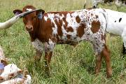 Constant Choice - Choice Status x Fielder - 2004 Bull - p_1947