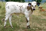 Smoke N Gun - Gleaming Gun x Coal Smoke - 2004 Bull - p_1948