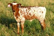 Super Smoker - Quills Smoke x Super Bowl - 2004 Heifer - p_1992