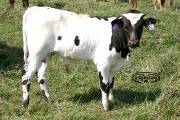 Haunani Calf 2004 - Haunani x Coal Smoke - 2004 Bull - p_2547