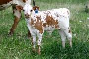 Master Stroke - Finesse x Victory Lap - 2004 Bull - p_2669
