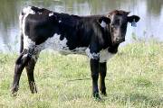 p_2733_s.jpg - Zuillfull x Mile Marker - 2004 Heifer
